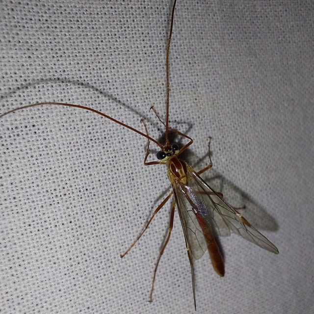 Ophion obscuratus