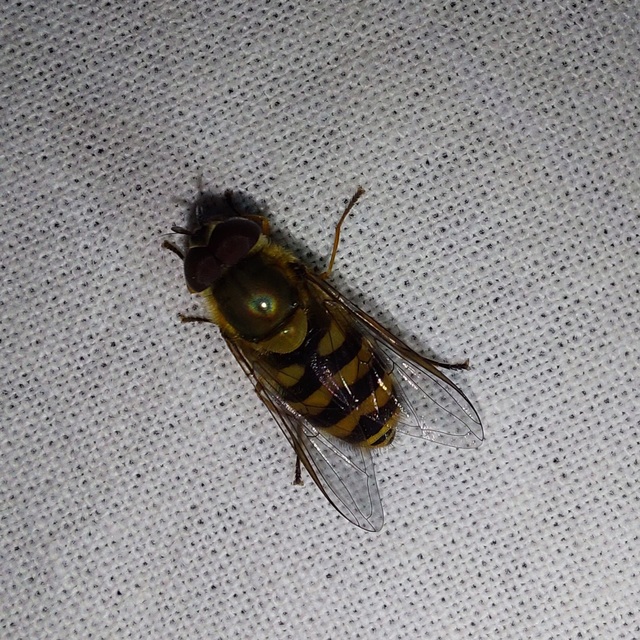 Syrphus