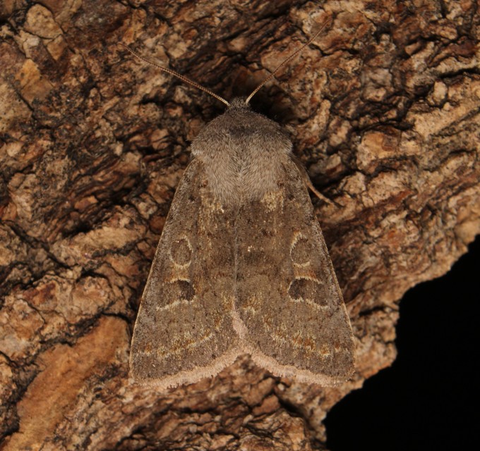 Orthosia populeti - nyárfa-barkabagoly