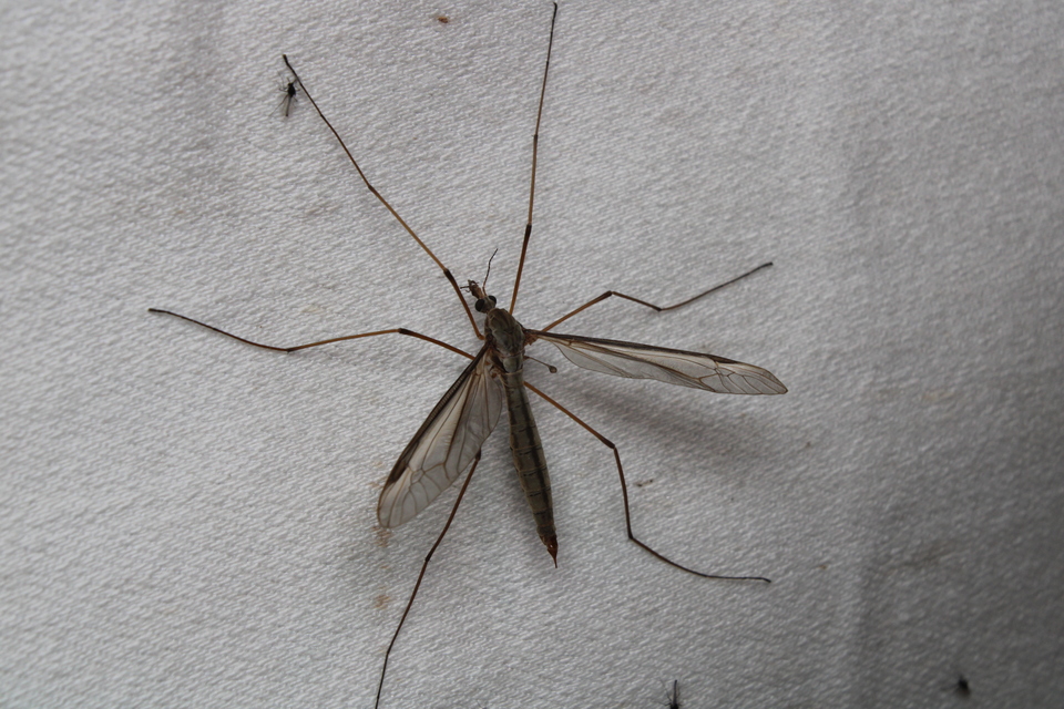 Tipula