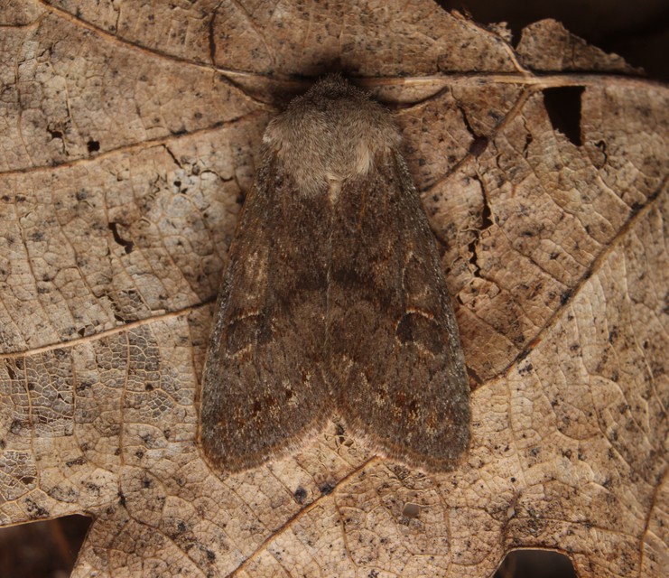 Orthosia populeti - nyárfa-barkabagoly