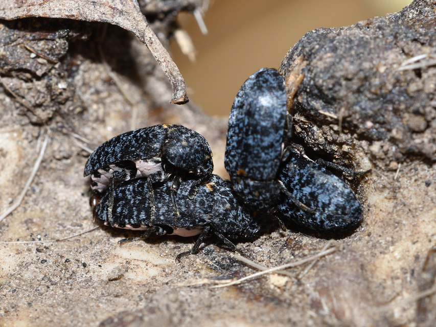 Dermestes murinus - egérszínű porva Dermestes murinus - egérszínű porva