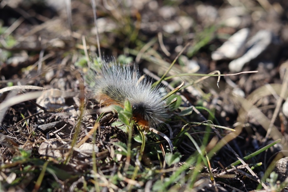 Arctia festiva - díszes medvelepke