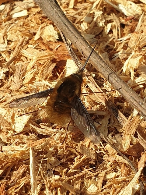 Bombylius major - szegélyes pöszörlégy