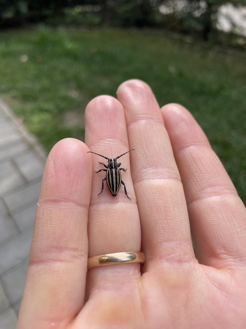 Dorcadion scopolii - nyolcsávos gyalogcincér