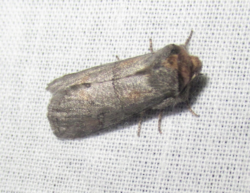 Asphalia ruficollis - vörösnyakú pihésszövő