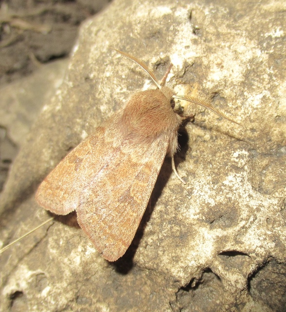 Orthosia miniosa - sárgás barkabagoly