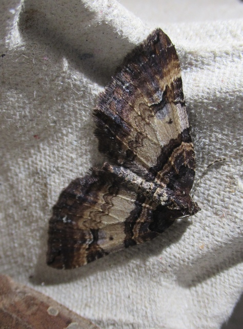 Earophila badiata - csipkerózsa-araszoló