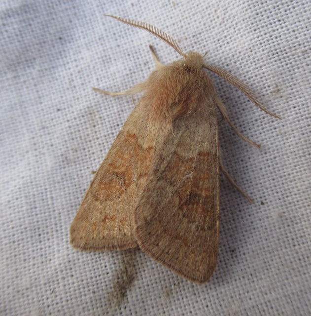 Orthosia miniosa - sárgás barkabagoly