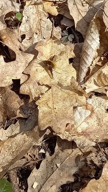 Bombylius major - szegélyes pöszörlégy
