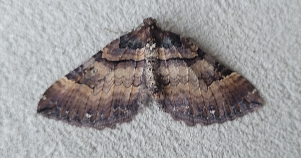 Earophila badiata - csipkerózsa-araszoló