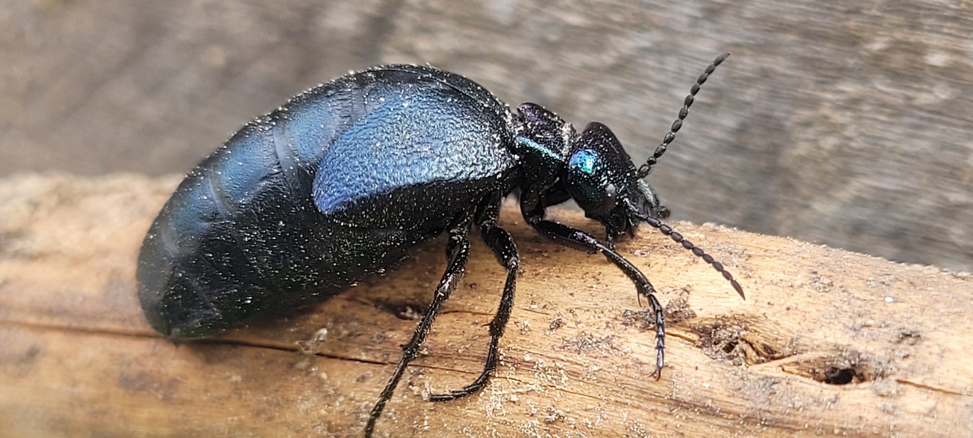 Meloe decorus - csinos nünüke