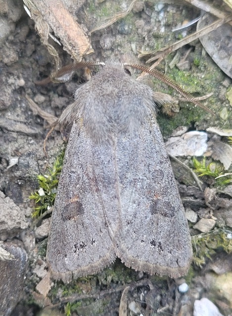Orthosia populeti - nyárfa-barkabagoly