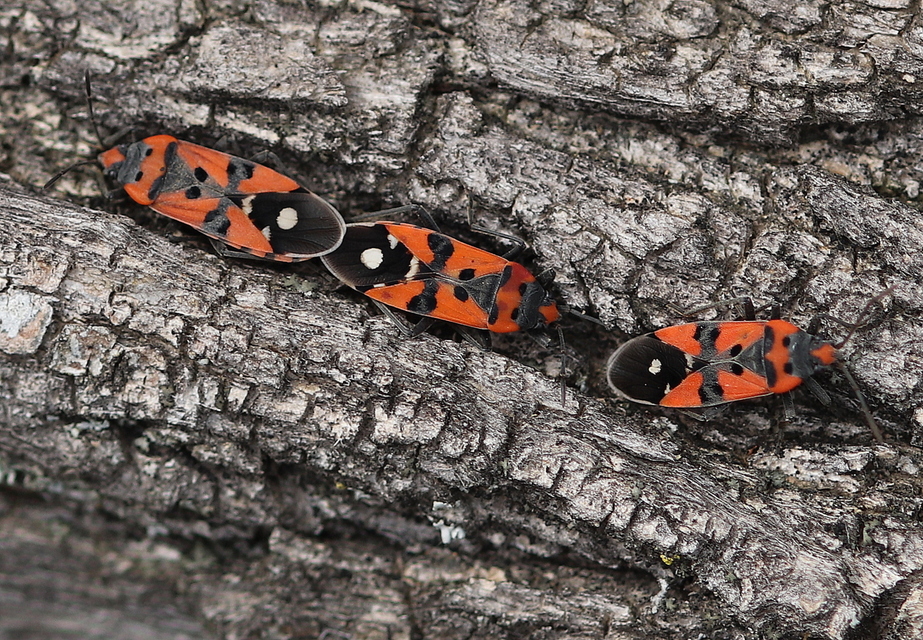 Lygaeus equestris/simulans
