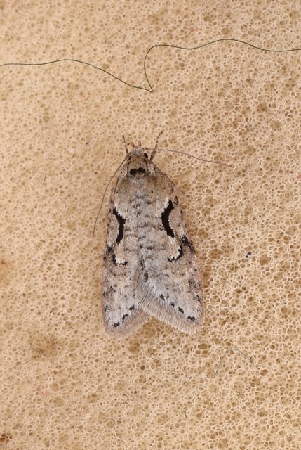 Semioscopis steinkellneriana - levélszövő laposmoly