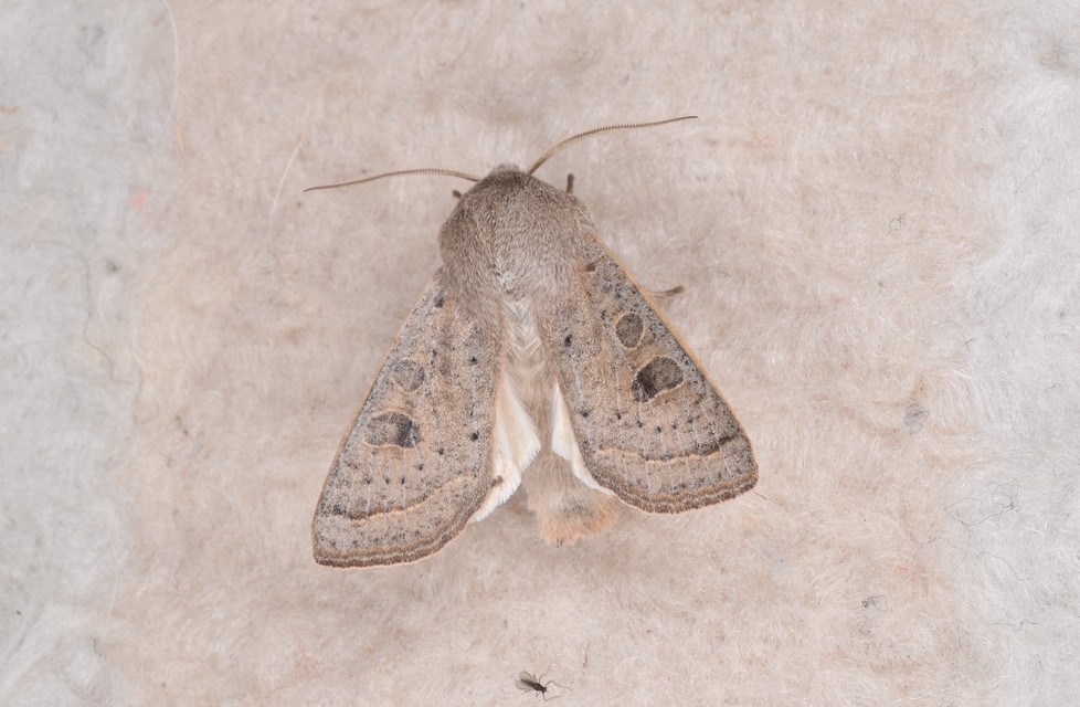 Orthosia gracilis - karcsú barkabagoly