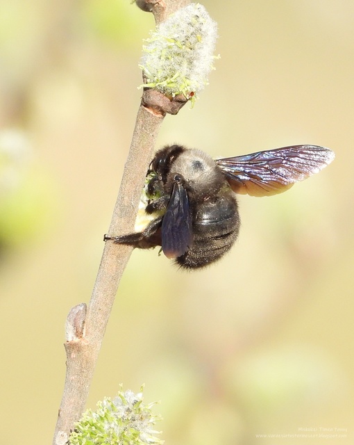 Xylocopa violacea - kék fadongó