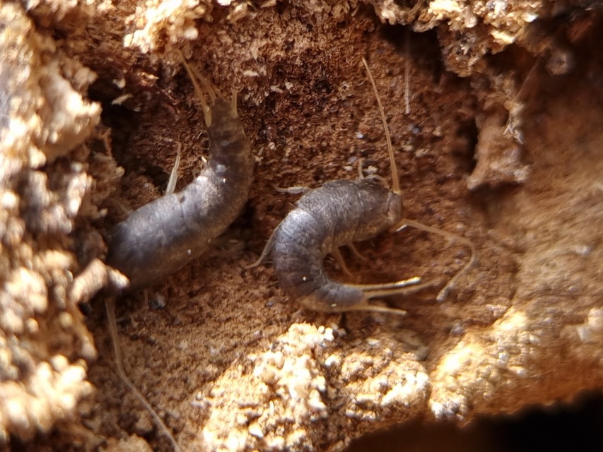 Zygentoma - Pikkelykék