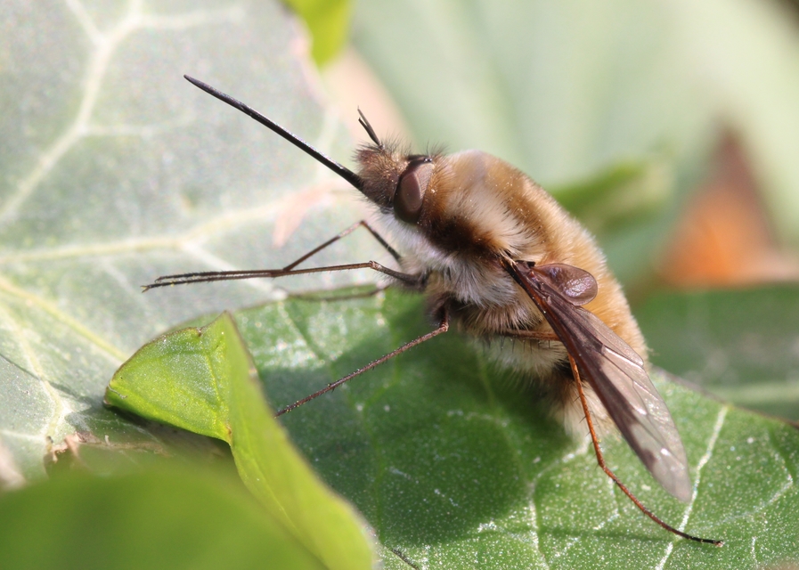 Bombylius major - szegélyes pöszörlégy