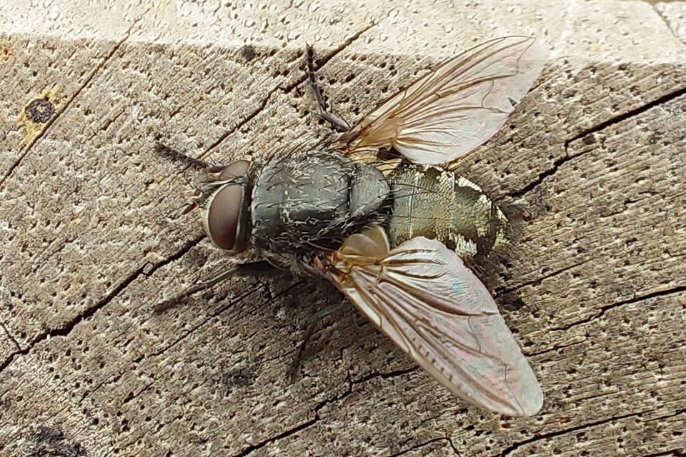 Pollenia