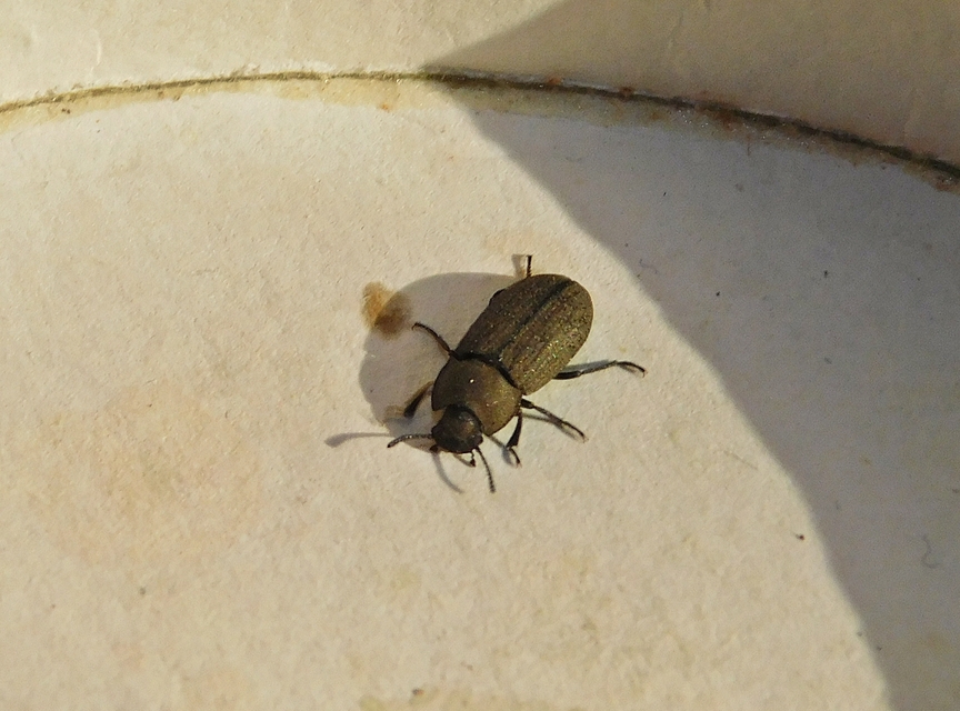 Gonocephalum granulatum pusillum