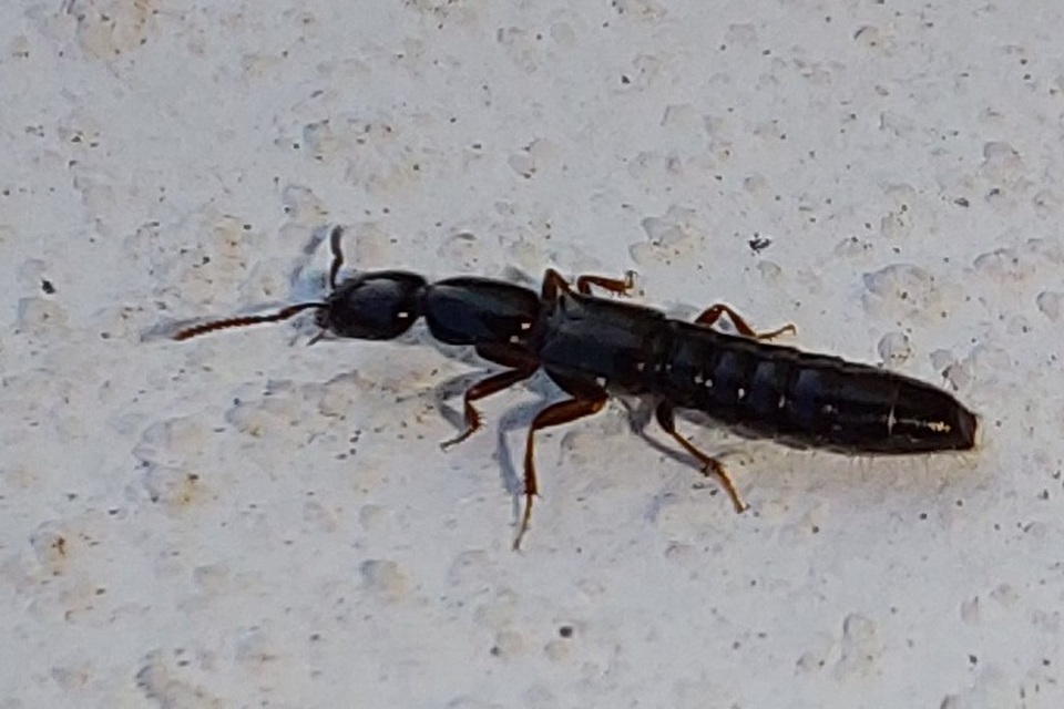 Xantholinus Xantholinus