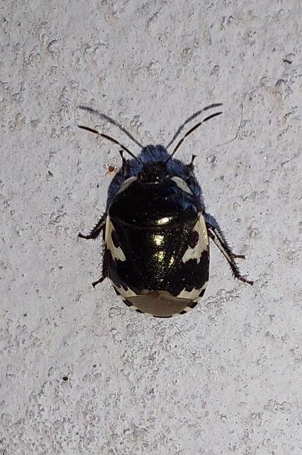 Tritomegas bicolor - foltos földipoloska