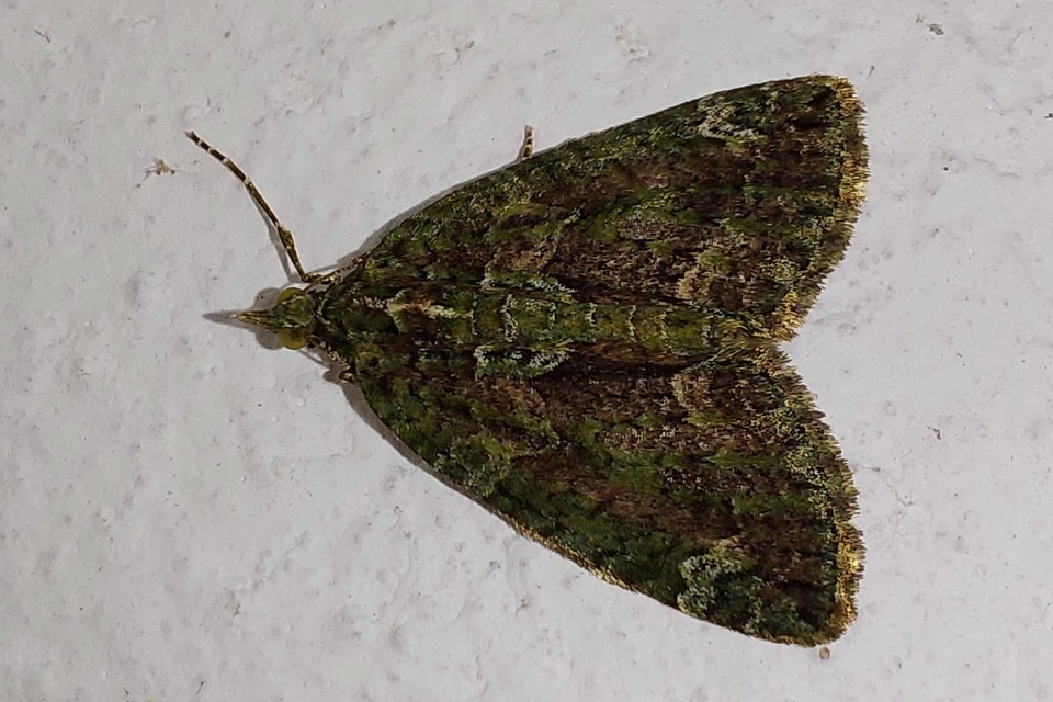 Chloroclysta siterata - salátazöld araszoló