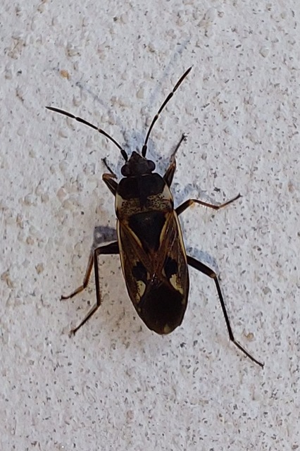 Rhyparochromus vulgaris - közönséges díszesbodobács