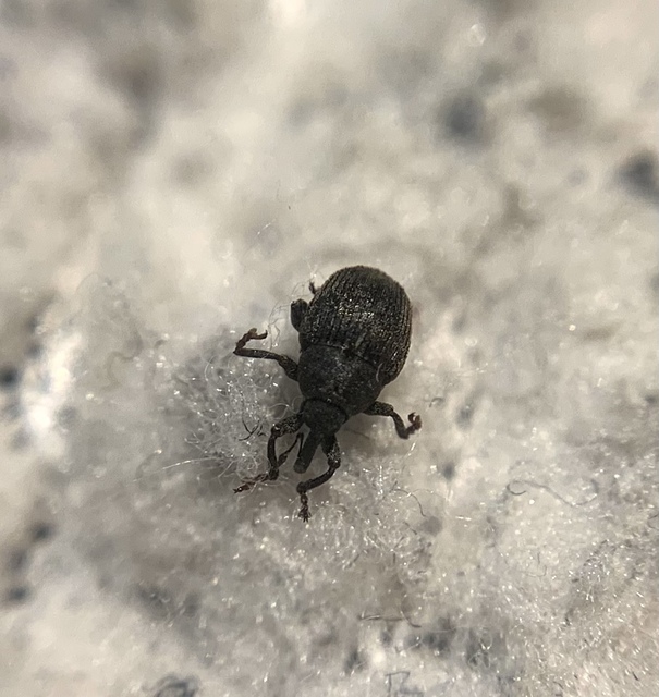 Glocianus distinctus - pitypang-gömbdedormányos