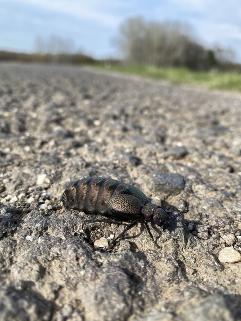 Meloe variegatus - pompás nünüke