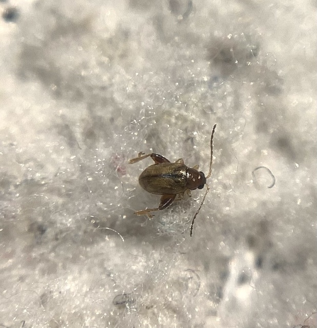 Longitarsus lycopi