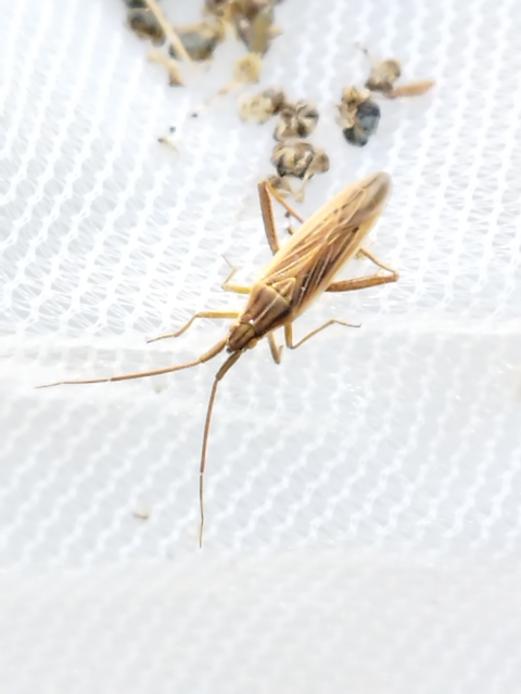 Stenodema calcarata - sarkantyús mezeipoloska