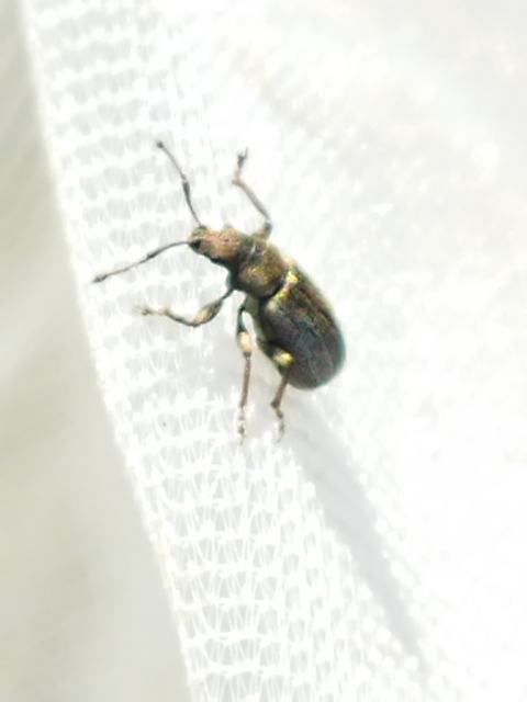 Phyllobius pyri - gyümölcsfa-levélormányos
