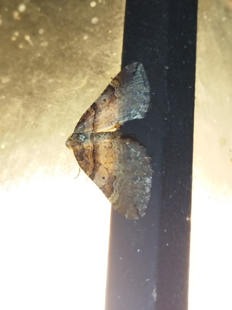 Earophila badiata - csipkerózsa-araszoló