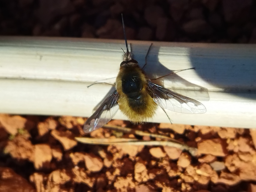 Bombylius major - szegélyes pöszörlégy