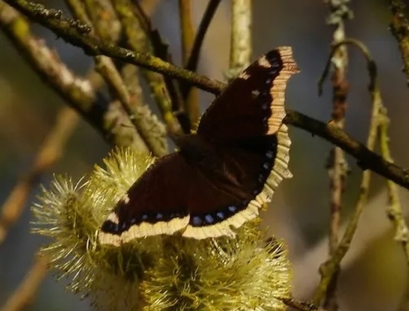 Nymphalis antiopa - gyászlepke