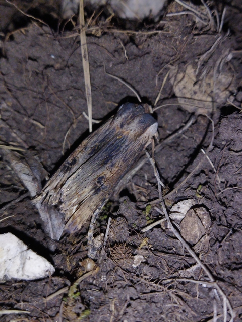 Xylena exsoleta - szürke fabagoly