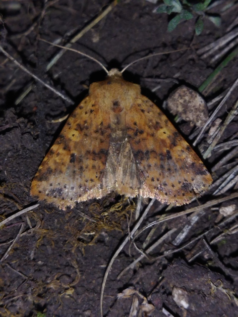 Conistra rubiginea - vörös őszibagoly