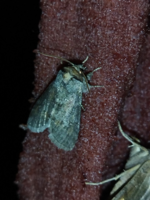 Asphalia ruficollis - vörösnyakú pihésszövő
