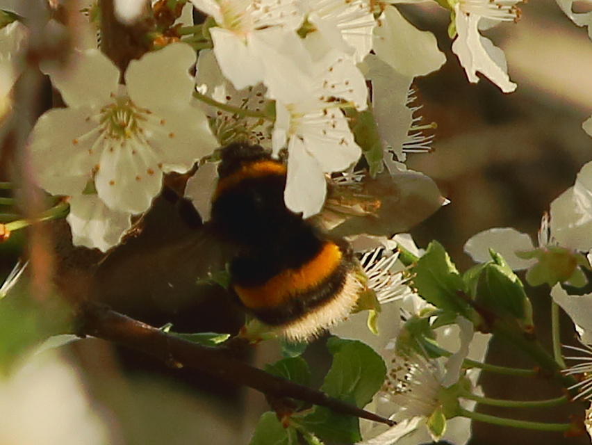 Bombus terrestris/lucorum