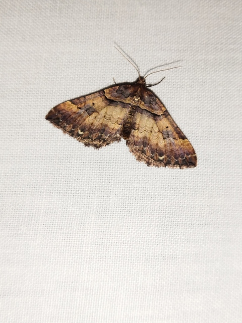 Earophila badiata - csipkerózsa-araszoló