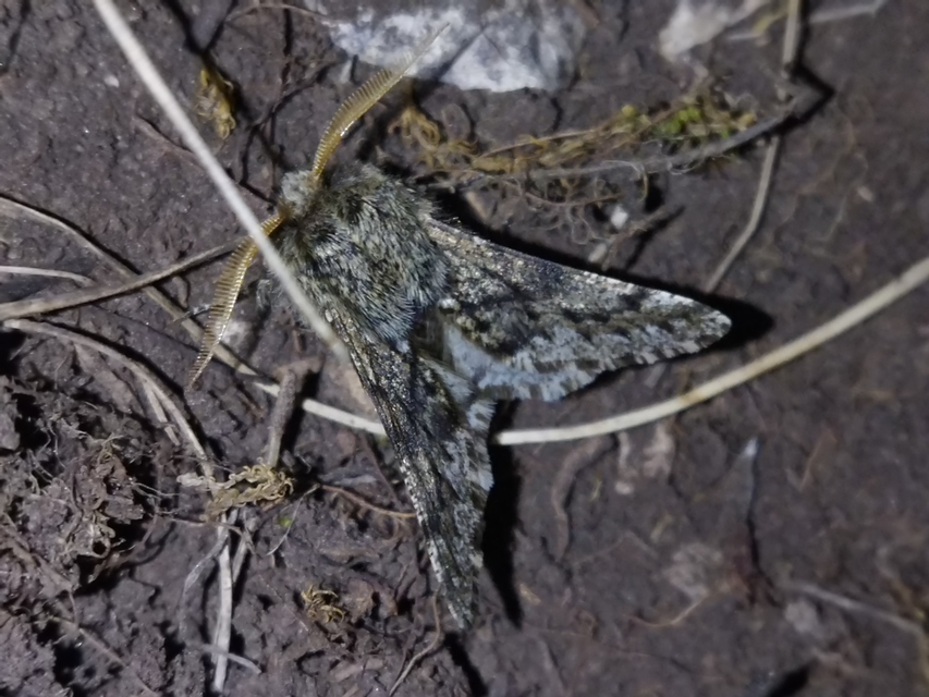 Apocheima hispidaria - borzas tavasziaraszoló