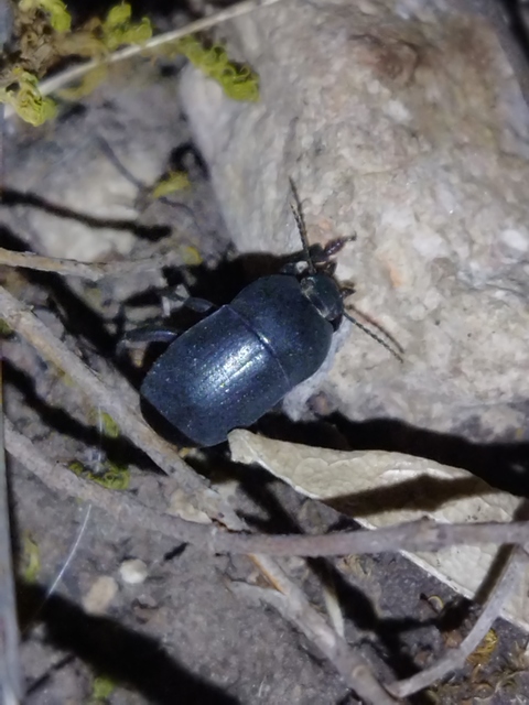 Pedinus femoralis - gyökérrágó gyászbogár