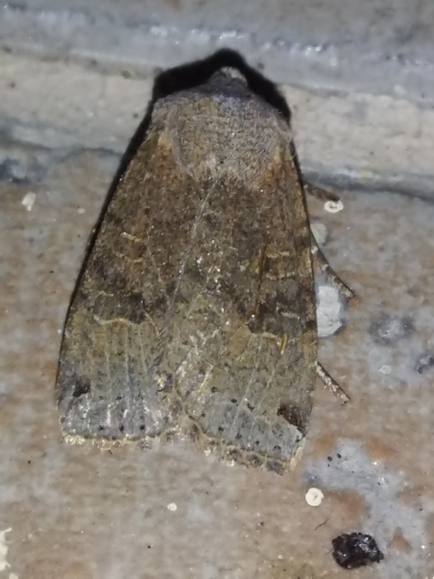 Conistra veronicae - veronika-őszibagoly