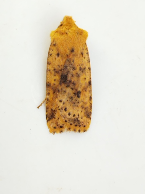 Conistra rubiginea - vörös őszibagoly