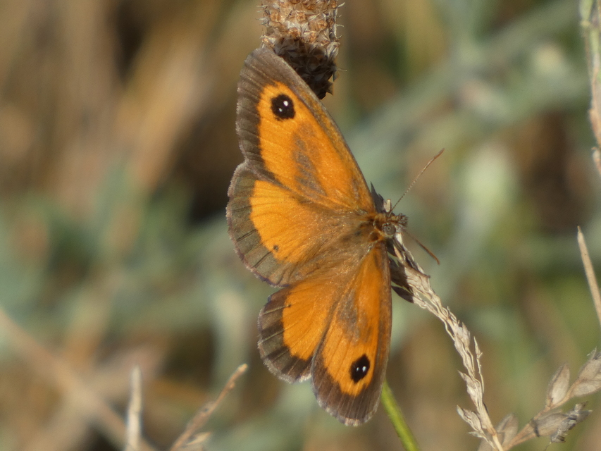 Pyronia tithonus - kis ökörszemlepke