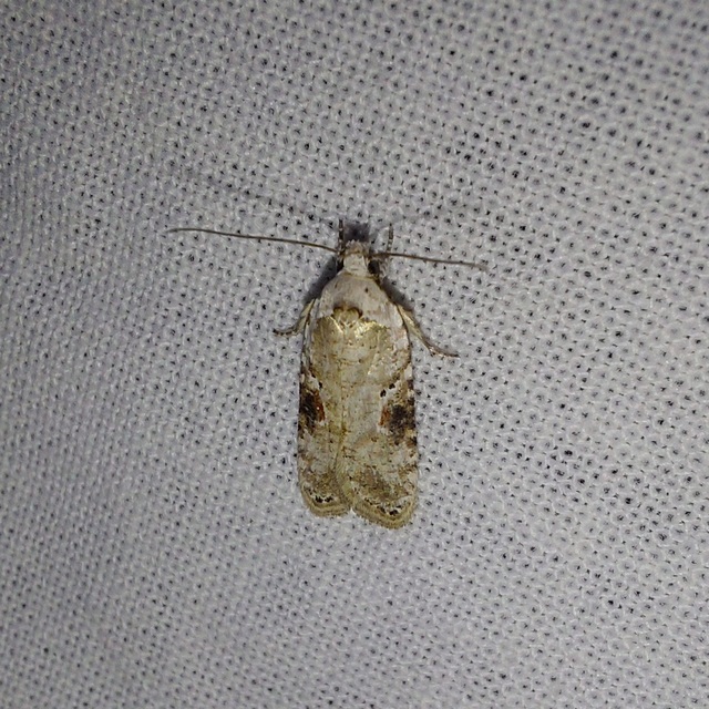 Agonopterix alstromeriana - bürök-laposmoly