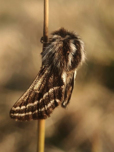 Lycia zonaria - öves tavasziaraszoló