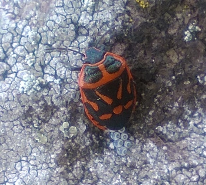 Eurydema fieberi - keresztespoloska Eurydema fieberi - keresztespoloska